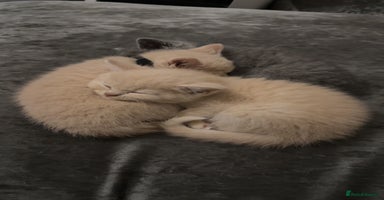 British Shorthair cats - Advert 8