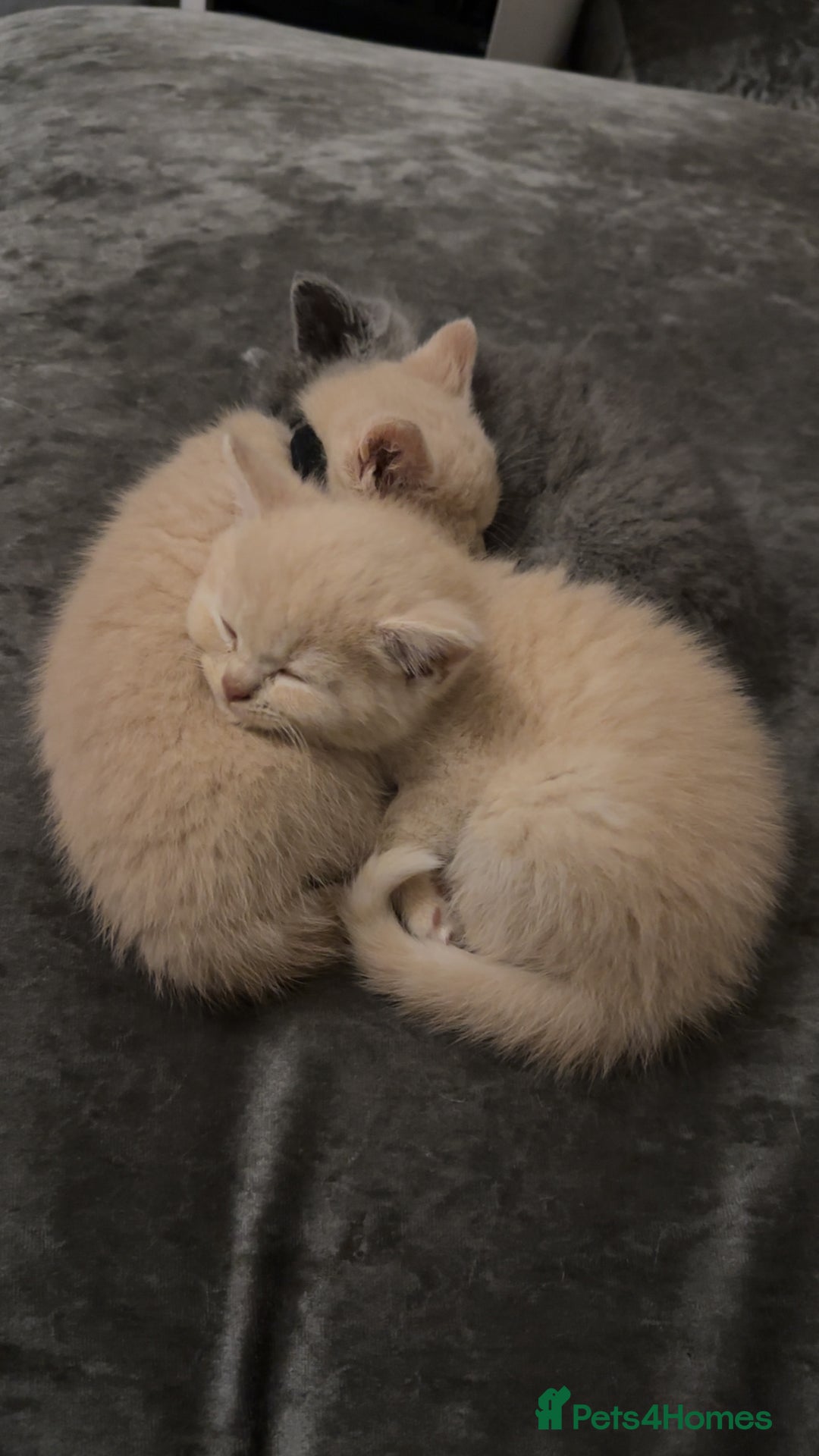 British Shorthair cats for sale: British short hair  - Image 3
