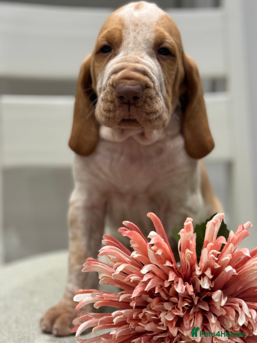 Bracco Italiano dogs for sale: KC TOP QUALITY BRACCO PUP AVAILABLE  - Advert 19