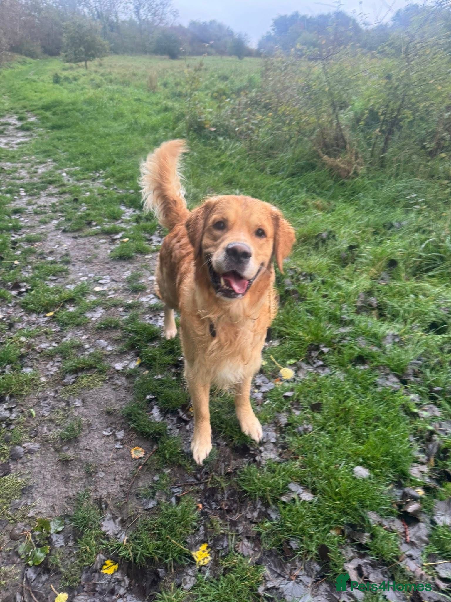 Golden Retriever dogs Registered Golden Retriever Stud Available - Advert 1
