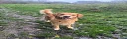 Golden Retriever dogs for stud: Registered Golden Retriever Stud Available in Bideford - Advert 1