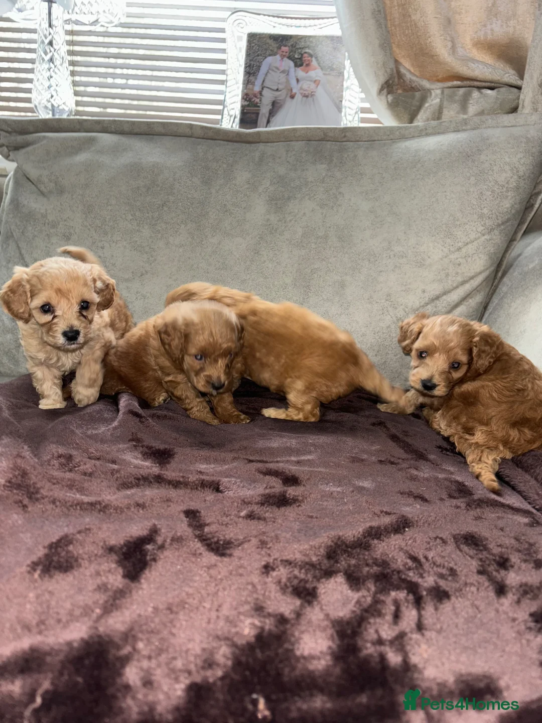 Cockapoo dogs for sale: Beautiful cockapoo puppies  in Montrose - Advert 1