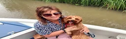 Cavapoo dogs for stud: Cavapoo male for stud only  in Hinckley - Advert 15