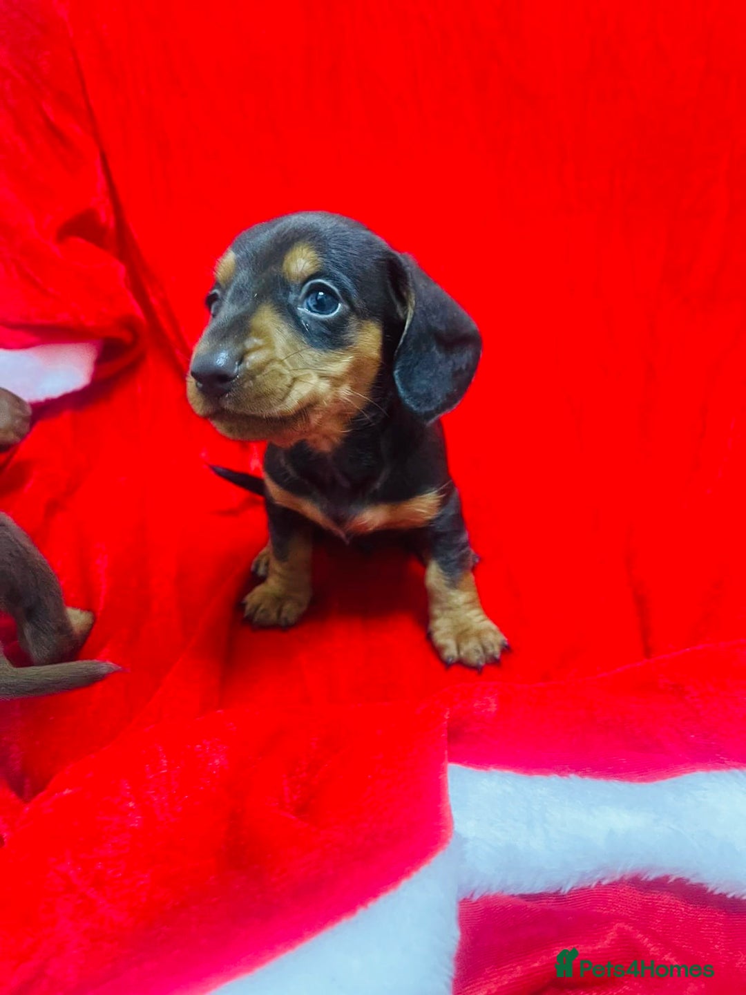 Miniature Dachshund dogs for sale: Miniature dachshunds - Advert 5
