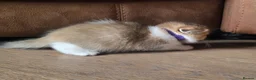 Munchkin cats for sale: Scottish Kilts ( MUNCHKIN FOLD) kittens 😸  in Gloucester - Advert 19