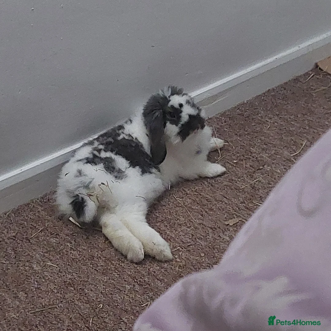 Mixed Breed rabbits for sale: American fuzzy lop in Havant - Advert 5