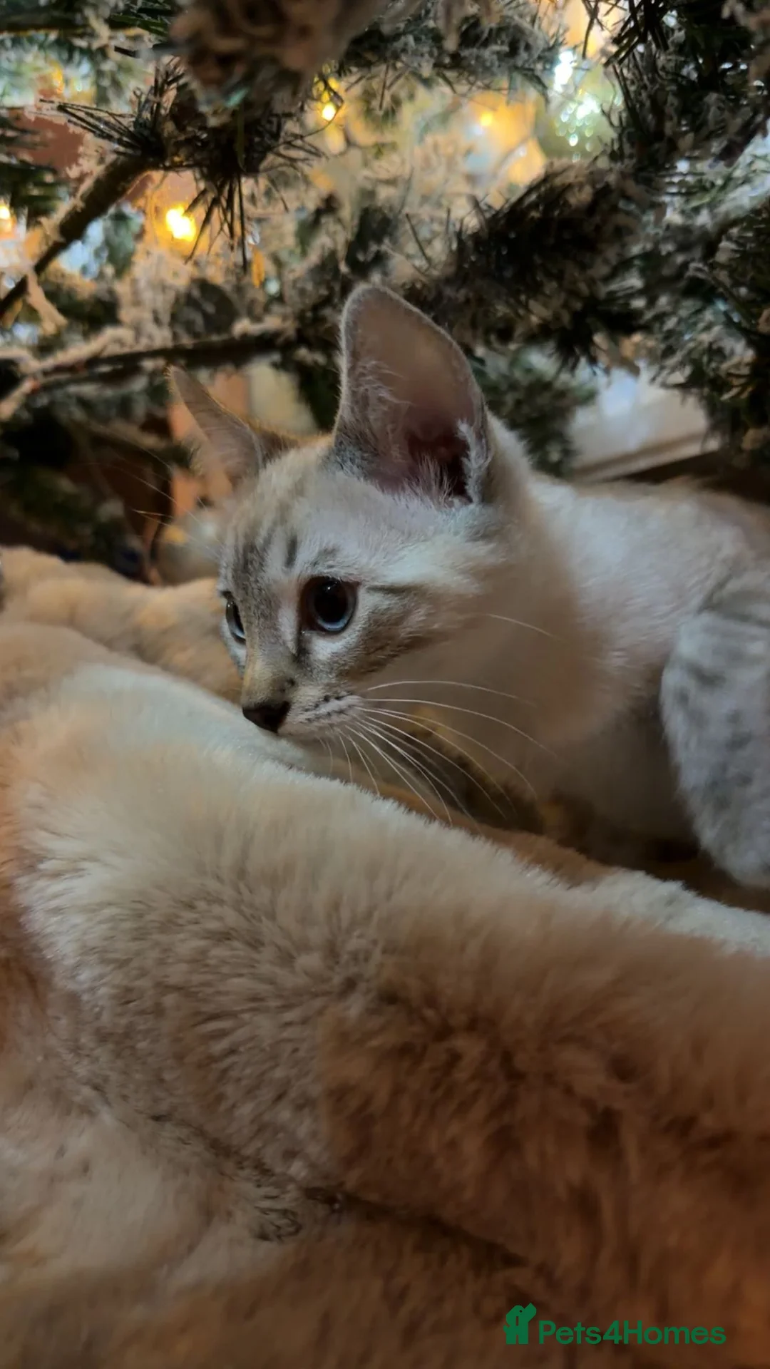 Bengal cats for sale: Guaranteed to be Cuddly *ready now*  - Advert 28