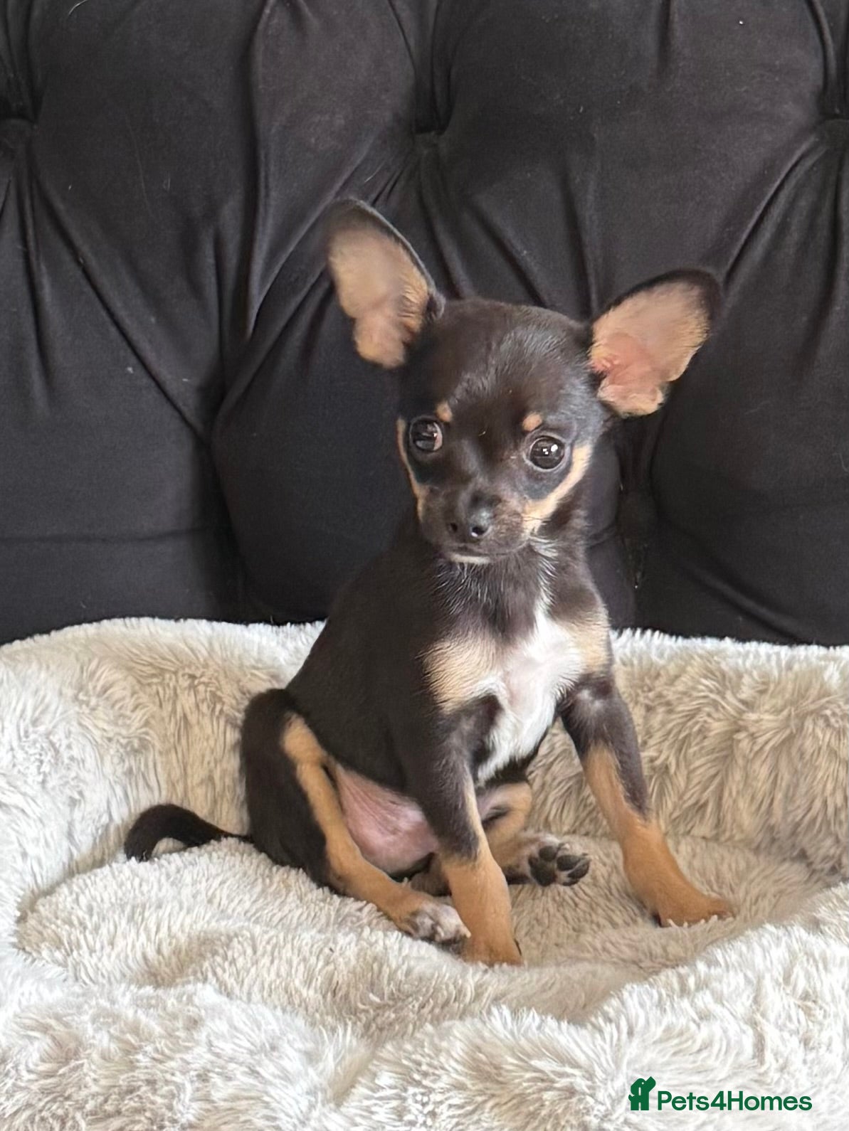 Mixed Breed dogs 3 GORGEOUS Puppies need their FOREVER HOMES 💙💙❤️ - Advert 2