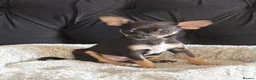 Mixed Breed dogs for sale: 3 GORGEOUS Puppies need their FOREVER HOMES 💙💙❤️ - Advert 2