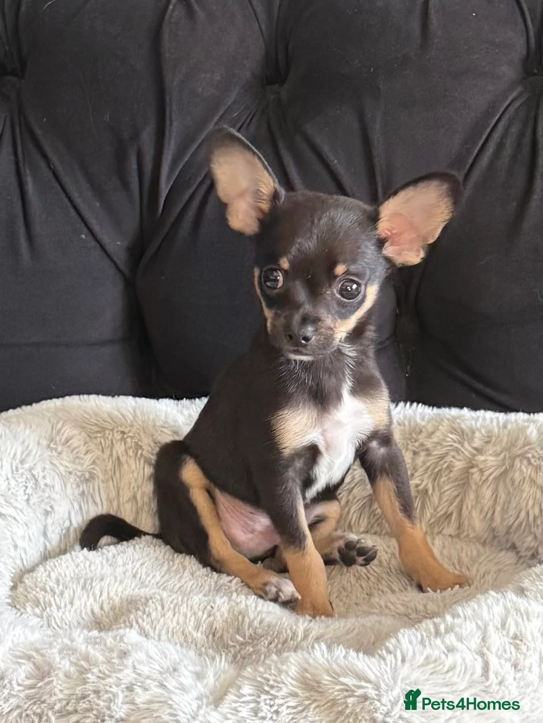 Mixed Breed dogs for sale: 3 GORGEOUS Puppies need their FOREVER HOMES 💙💙❤️ - Advert 2