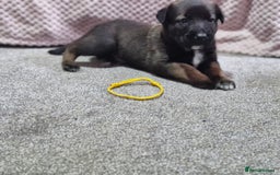 Mixed Breed dogs for sale: Belgian malinois x German shepherd puppies - Image 8