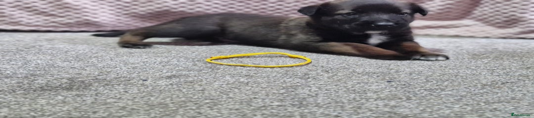 Yellow collar