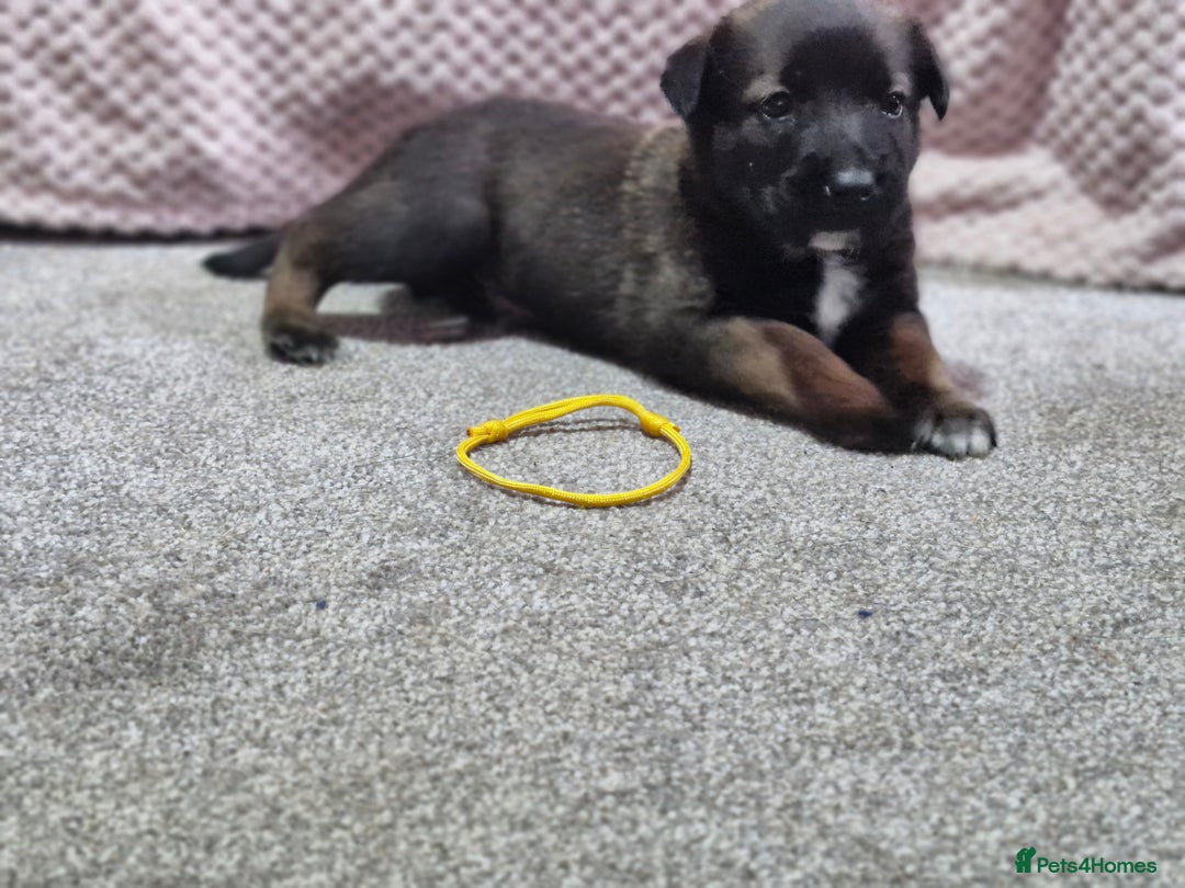 Mixed Breed dogs for sale: Belgian malinois x German shepherd puppies - Image 8