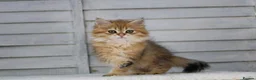 British Longhair cats for sale: Boy and Girl ready  - Advert 3