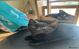 Mixed Breed cats for sale: 3 kittens for sale 1 boy 2 girls - Image 5
