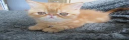 Exotic cats for sale: Lovely exotic kittens - Advert 3