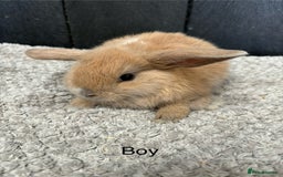 Mini Lop rabbits for sale: Stunning mini lops and mini lion lops  - Image 6