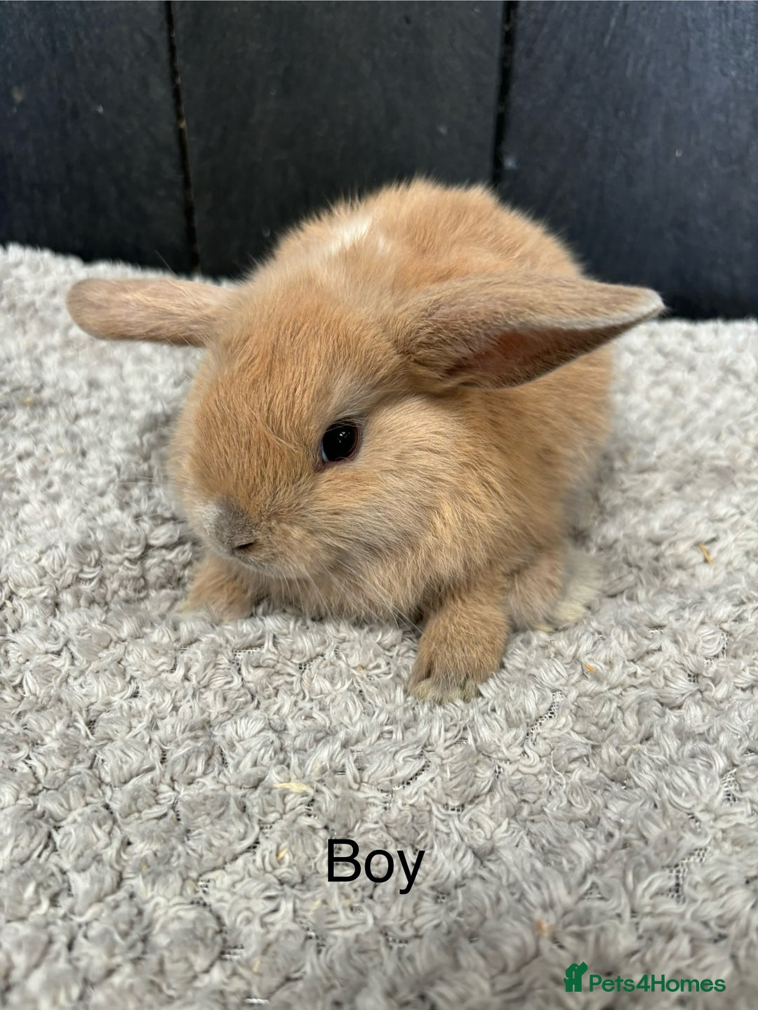 Mini Lop rabbits for sale: Stunning mini lops and mini lion lops  - Image 6