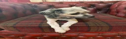 Lowchen dogs for sale: Lowchen little lion dog in Ludlow - Advert 1