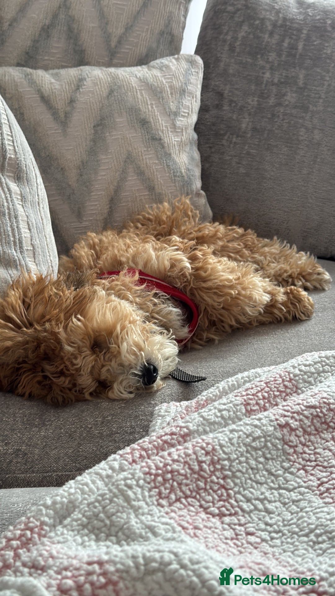 Maltipoo dogs for sale: Maltipoo Male - Advert 4