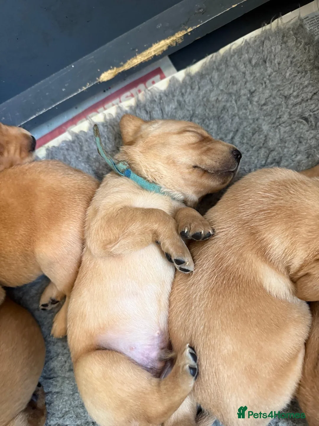 Labrador Retriever dogs for stud: Archer in Northampton - Advert 10