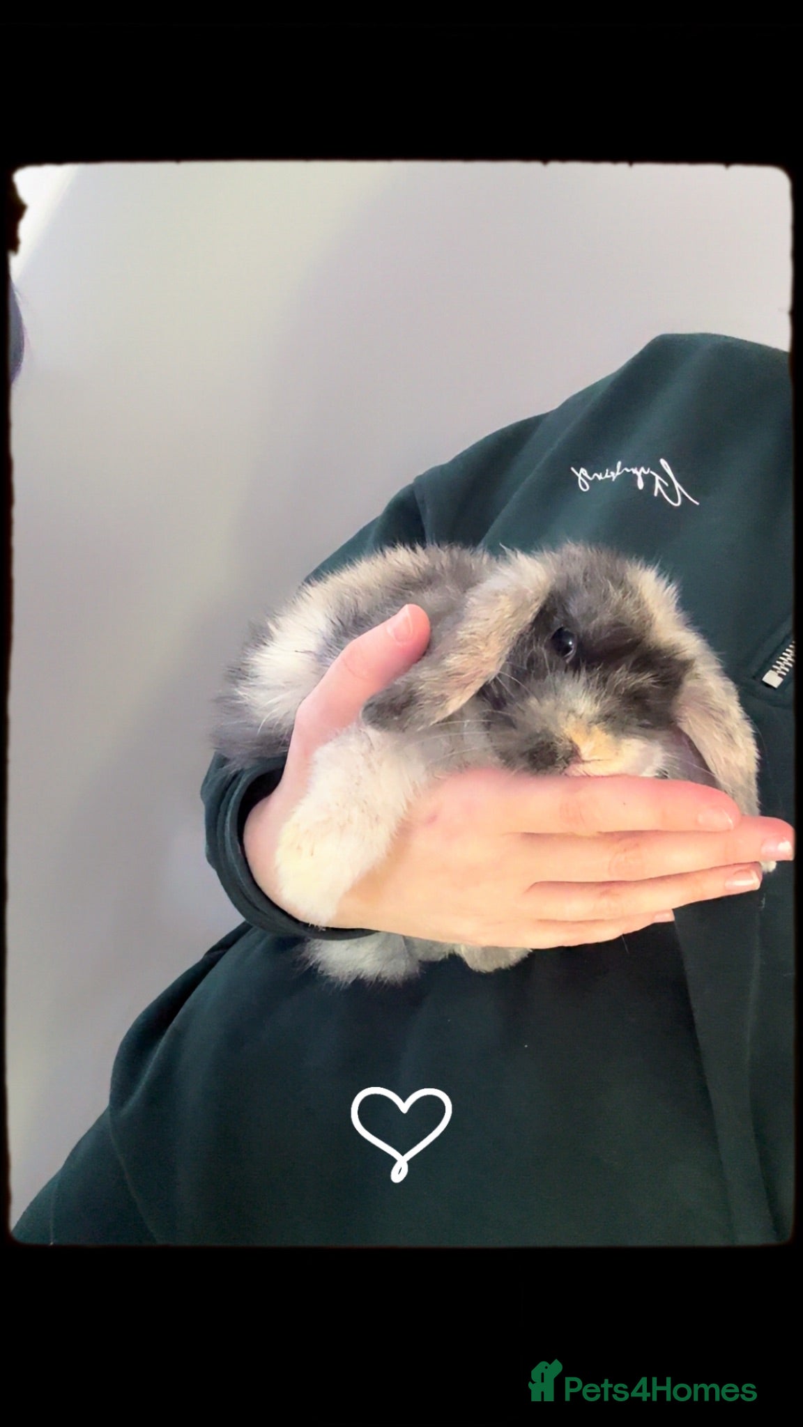Mini Lop rabbits Mini lop baby rabbits  - Advert 1