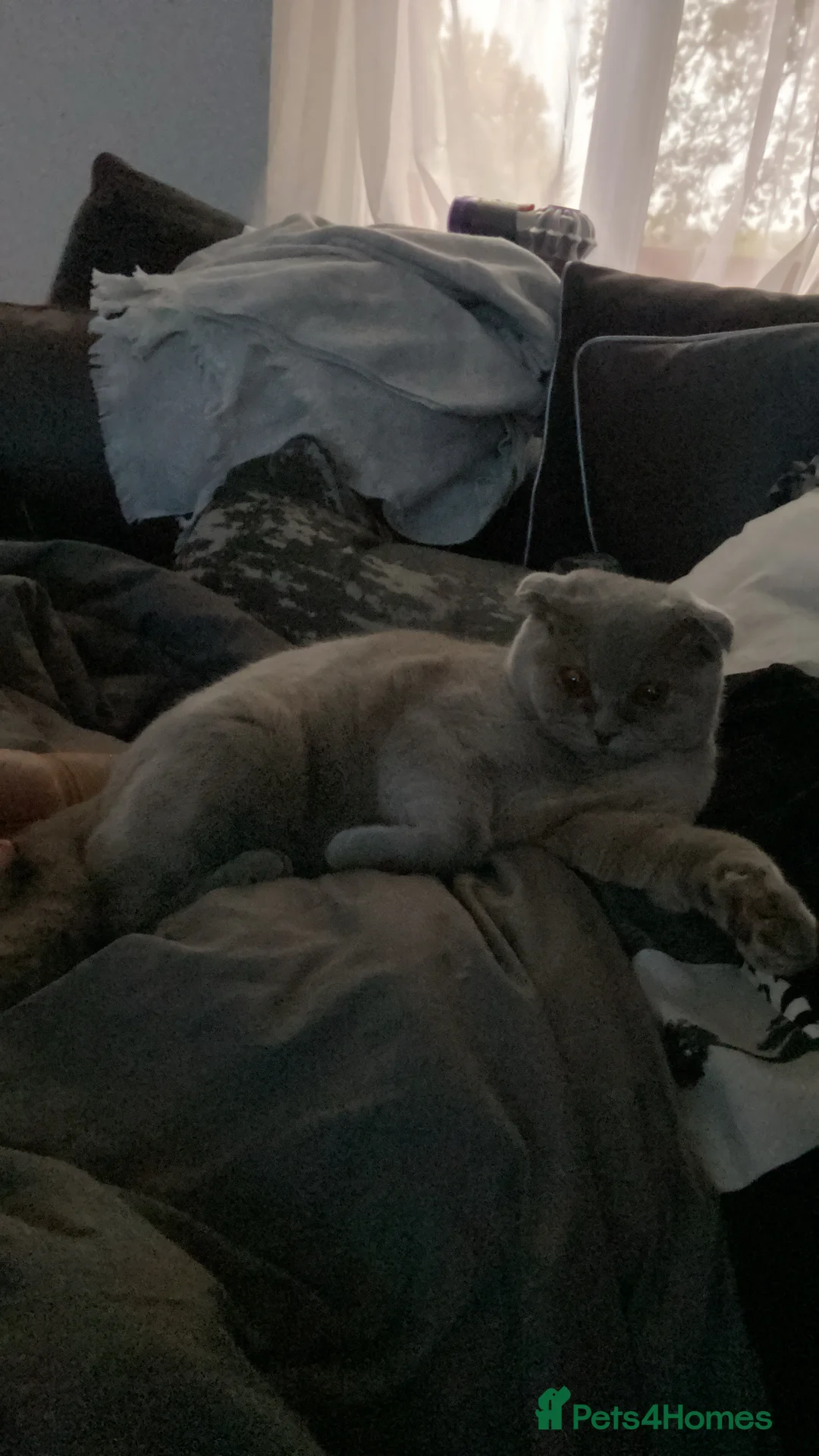 Scottish Fold cats for sale: Lily Scottish Fold  - Advert 2