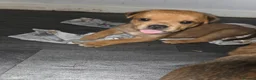 Mixed Breed dogs for sale: Beautiful coloured pups - Advert 21