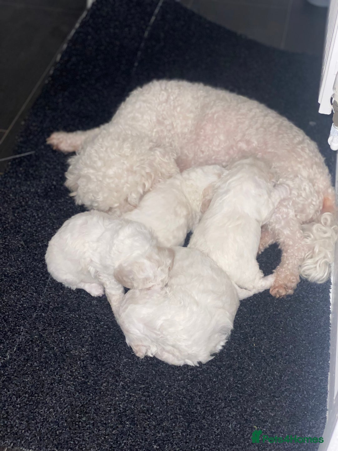 Bichon Frise dogs for sale: Beautiful Bichon frise puppies - Advert 15