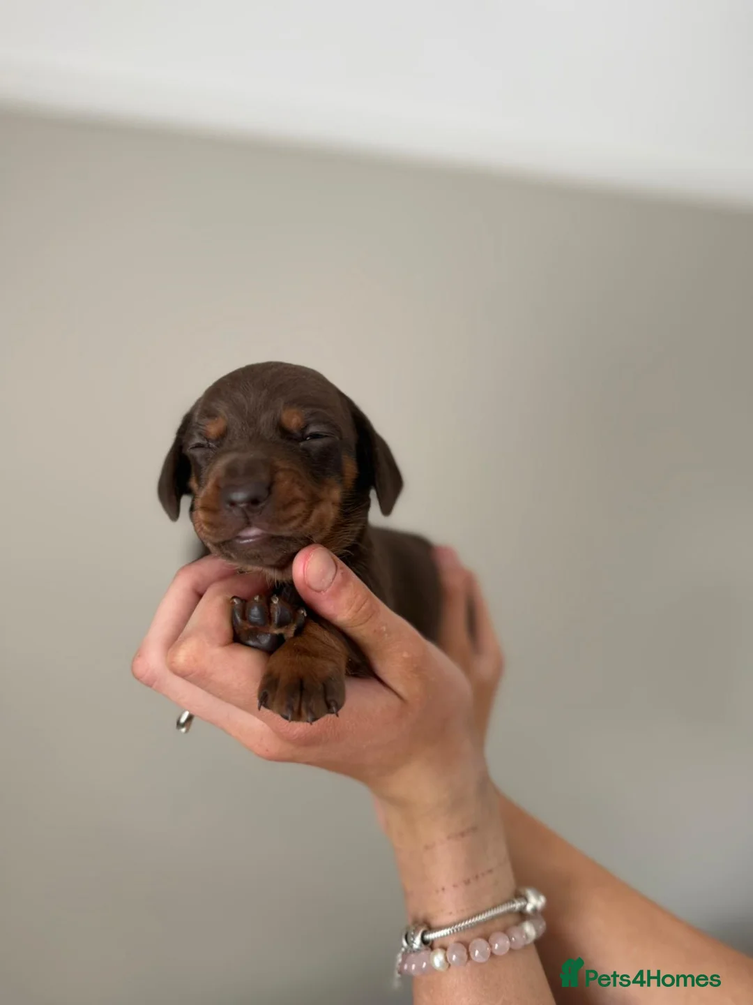 Miniature Dachshund dogs for sale: Gorgeous miniature dachshund puppies  - Advert 2