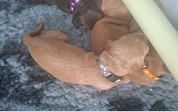 Cocker Spaniel dogs for sale: Working Cocker Spaniel Pups parents DNA tested - Image 6