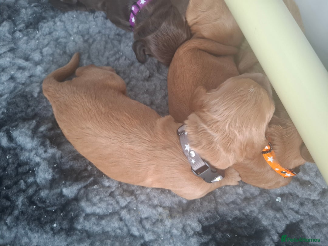 Cocker Spaniel dogs for sale: Working Cocker Spaniel Pups parents DNA tested - Image 6