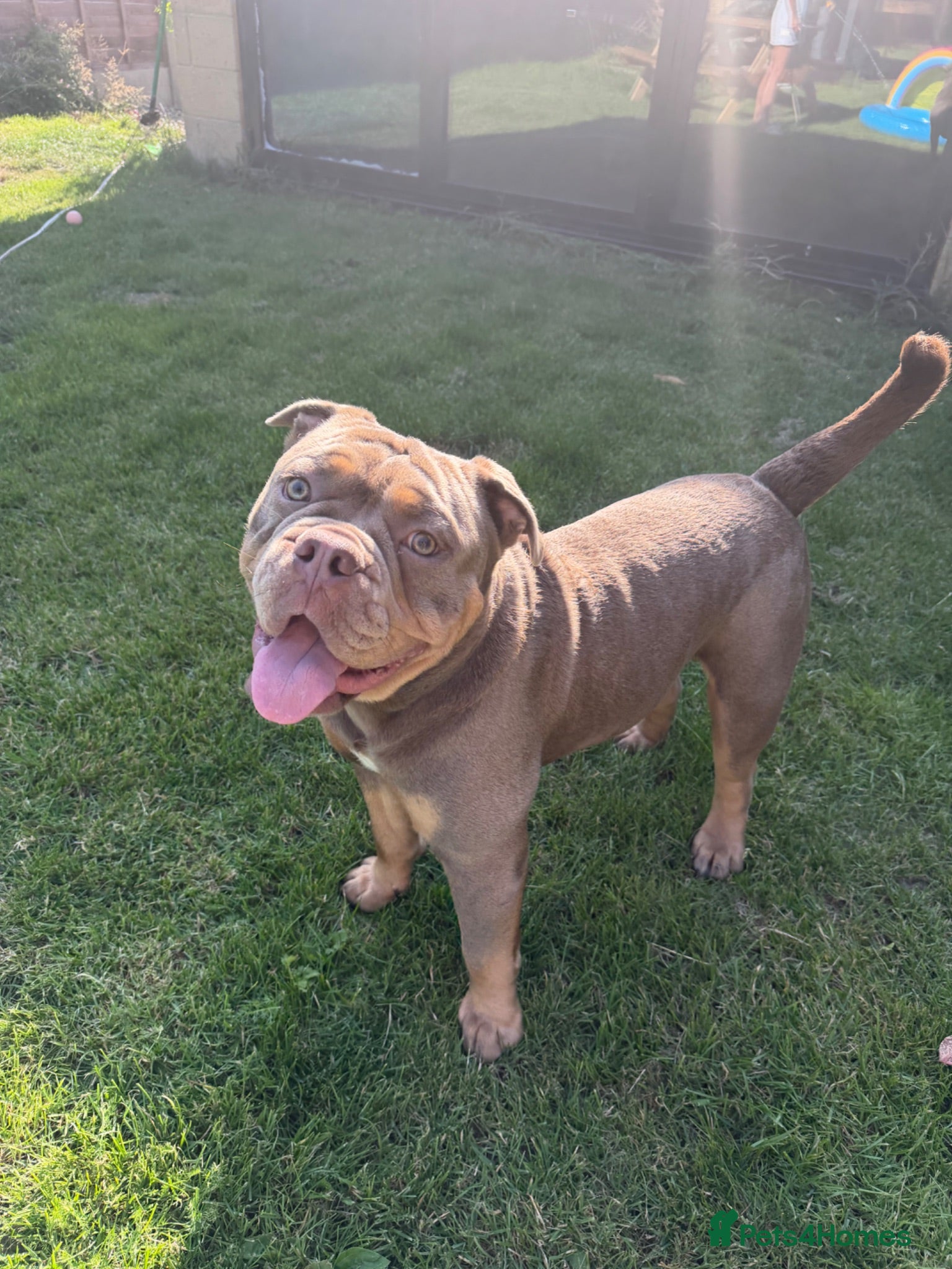 Olde English Bulldogge dogs ROMEY for stud  - Advert 2