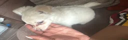 Mixed Breed dogs for sale: Puppies ready in couple weeks  - Advert 7