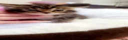 Mixed Breed cats for sale: Tabby British blue kittens  - Advert 4