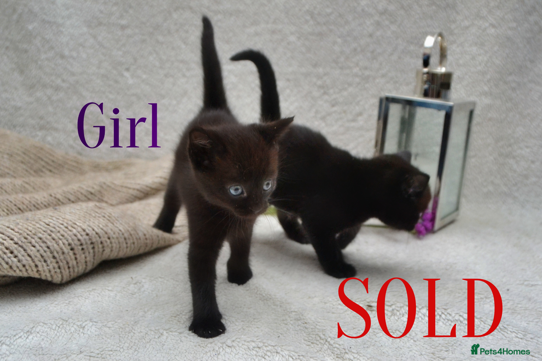 Mixed Breed cats for sale: Beatiful Maine-Coone/Bombay Kittens - Image 6
