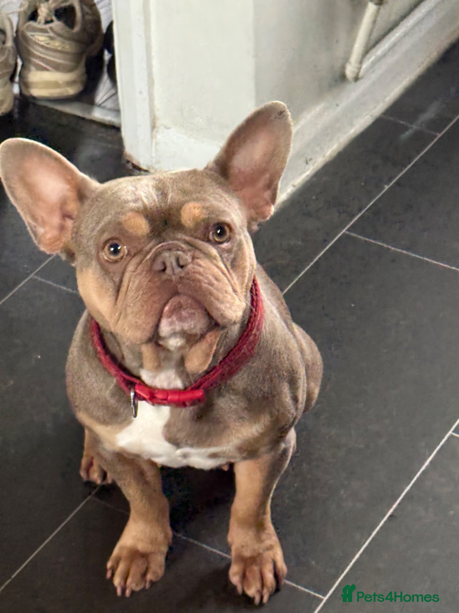 French Bulldog dogs Frenchbulldog 2 year  - Advert 17
