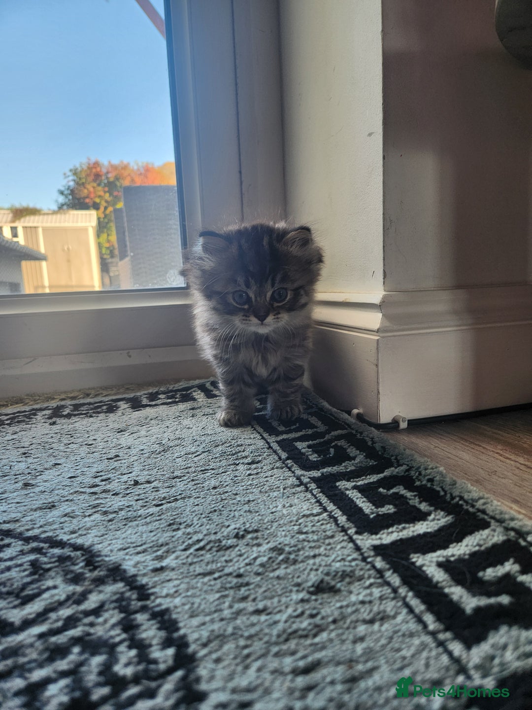 Mixed Breed cats for sale: Two Perdoll Female Kittens Looking for a Home - Image 24