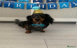 Dachshund dogs for sale: Beautiful standard dachshund puppies ❤️ - Image 30