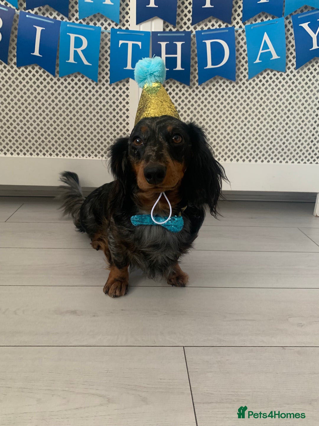 Dachshund dogs for sale: Beautiful standard dachshund puppies ❤️ - Image 30