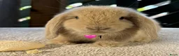 Mini Lop rabbits for sale: Mini lop litter in Newcastle upon Tyne - Advert 11