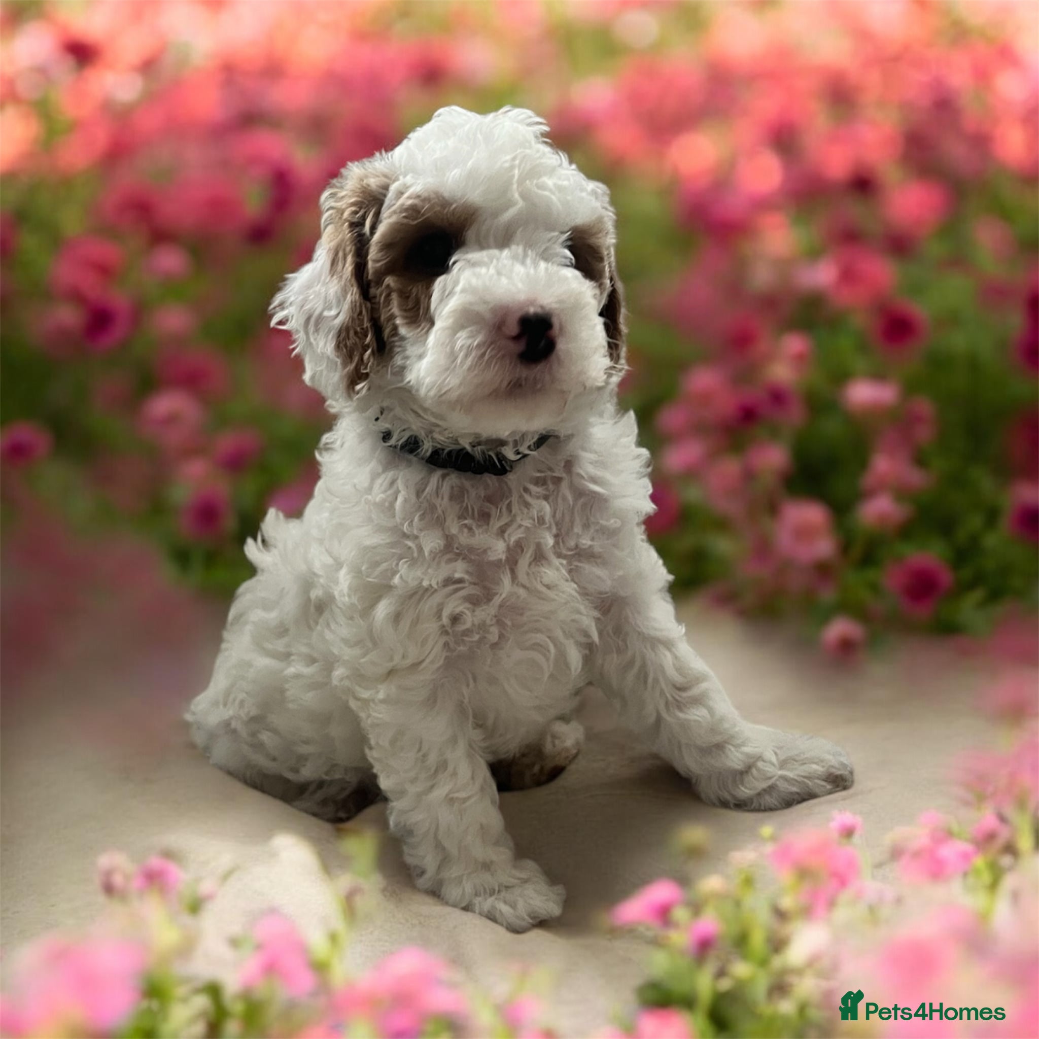 Australian Labradoodle dogs Gorgeous Puppies Ready on 25 April 🐶 - Advert 2