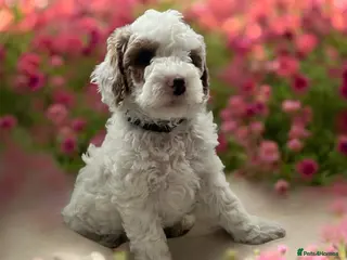 Australian Labradoodle dogs Gorgeous Puppies Ready on 25 April 🐶 - Advert 2