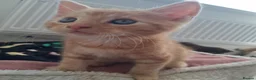 Maine Coon cats for sale: 4 maincoon babies  - Advert 10