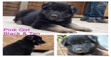 German Shepherd dogs - Advert 3