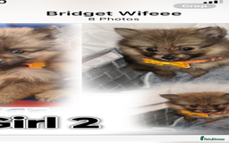 Pomeranian dogs for sale: Pomeranian. Full breed miniature puppies  - Image 12