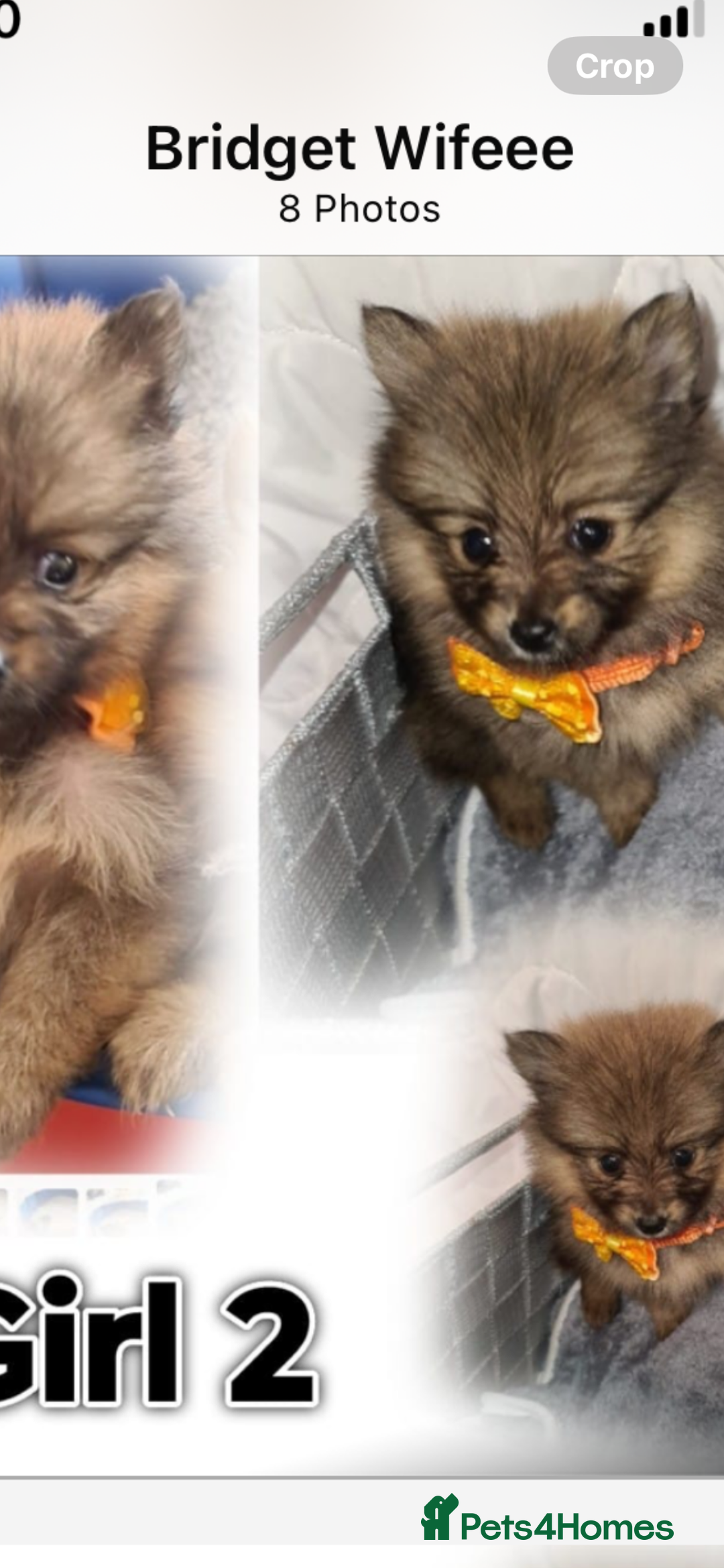 Pomeranian dogs for sale: Pomeranian. Full breed miniature puppies  - Image 12