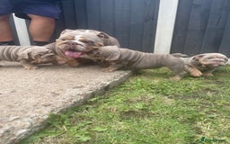 English Bulldog dogs for sale: Quality English bulldog now reduced  - Image 10