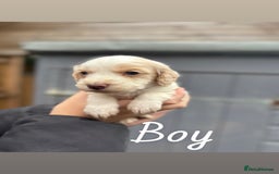 Cocker Spaniel dogs for sale: Gorgeous working cocker spaniel puppies  - Image 8