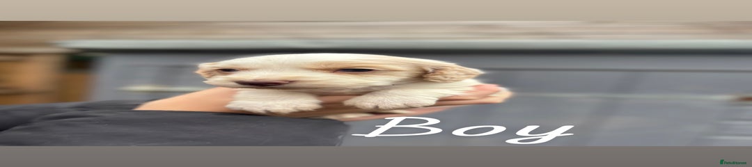 Boy 3